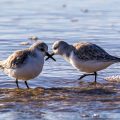 Sanderlinge (Calidris alba)