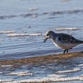 Sanderlinge (Calidris alba)