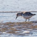 Sanderlinge (Calidris alba)