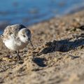 Sanderlinge (Calidris alba)