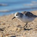 Sanderlinge (Calidris alba)