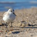 Sanderlinge (Calidris alba)