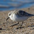 Sanderlinge (Calidris alba)