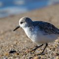 Sanderlinge (Calidris alba)