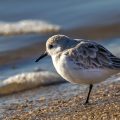 Sanderlinge (Calidris alba)