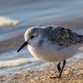 Sanderlinge (Calidris alba)
