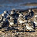 Sanderlinge (Calidris alba)