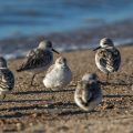 Sanderlinge (Calidris alba)
