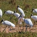 Waldstorch (Mycteria americana)