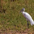 Waldstorch (Mycteria americana)