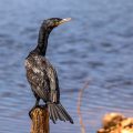 Olivenscharbe (Phalacrocorax brasilianus)