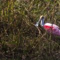 Rosa Löffler (Platalea ajaja)