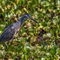 Mangrovereiher ( Butorides striata)