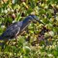 Mangrovereiher ( Butorides striata)
