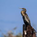 Amerikanischer Schlangenhalsvogel  (Anhinga anhinga)