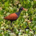 Rotstirn-Blatthühnchen (Jacana jacana)