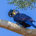 Hyazinth-Ara (Anodorhynchus hyacinthinus)