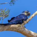 Hyazinth-Ara (Anodorhynchus hyacinthinus)