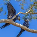 Hyazinth-Ara (Anodorhynchus hyacinthinus)