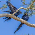 Hyazinth-Ara (Anodorhynchus hyacinthinus)