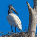 Jabiru (Jabiru mycteria)