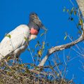 Jabiru (Jabiru mycteria)