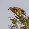 Fischbussard (Busarellus nigricollis)