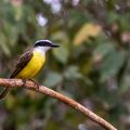 Schwefelmaskentyrann, Bem-te-vi (Pitangus sulphuratus)
