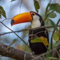Riesentukan (Ramphastos toco)
