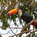 Riesentukan (Ramphastos toco)