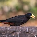 Krähenstirnvogel (Psarocolius decumanus)