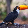 Riesentukan (Ramphastos toco)