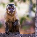 Kapuzineraffe (Cebinae)