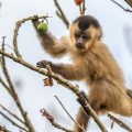 Kapuzineraffe (Cebinae)