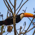 Riesentukan (Ramphastos toco)