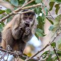 Kapuzineraffe (Cebinae)