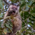 Kapuzineraffe (Cebinae)