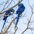 Hyazinth-Ara (Anodorhynchus hyacinthinus)