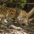 Wilder Jaguar im Pantanal (Panthera onca)