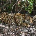 Wilder Jaguar im Pantanal (Panthera onca)
