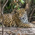 Wilder Jaguar im Pantanal (Panthera onca)