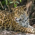 Wilder Jaguar im Pantanal (Panthera onca)