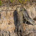 Wilder Jaguar im Pantanal (Panthera onca)