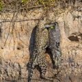 Wilder Jaguar im Pantanal (Panthera onca)