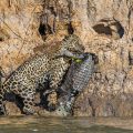 Wilder Jaguar im Pantanal (Panthera onca)