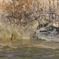 Wilder Jaguar im Pantanal (Panthera onca)