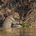 Wilder Jaguar im Pantanal (Panthera onca)