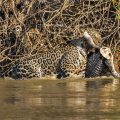 Wilder Jaguar im Pantanal (Panthera onca)