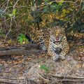 Wilder Jaguar im Pantanal (Panthera onca)