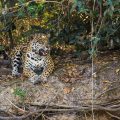 Wilder Jaguar im Pantanal (Panthera onca)